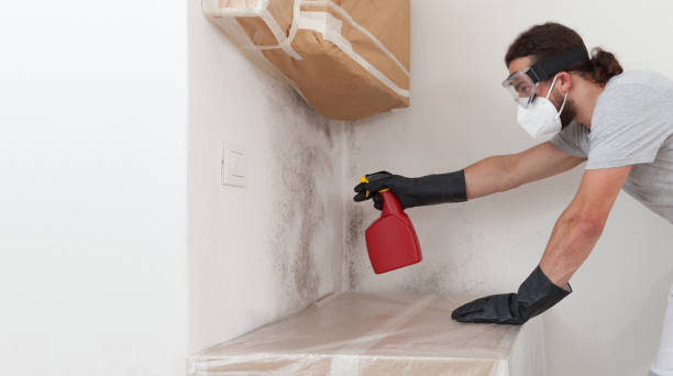 Professional Attic Mold Remediation technician working in Plant City, FL